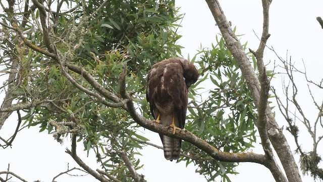 Swainson's Hawk - ML587921201