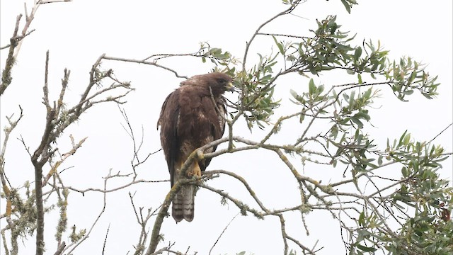 Swainson's Hawk - ML587921701