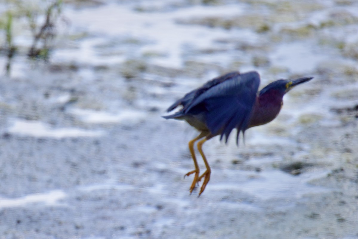 Green Heron - ML587923221