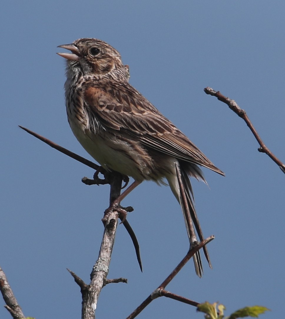 Vesper Sparrow - ML587924241