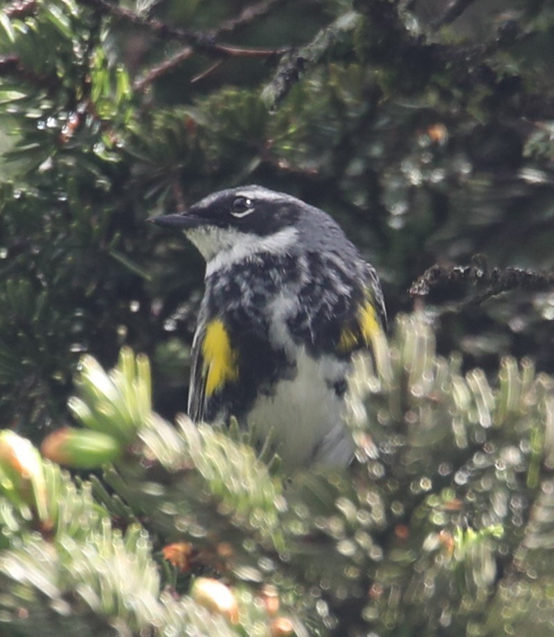 Yellow-rumped Warbler - ML587924541