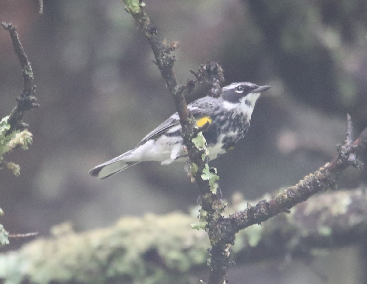 Yellow-rumped Warbler - ML587924691