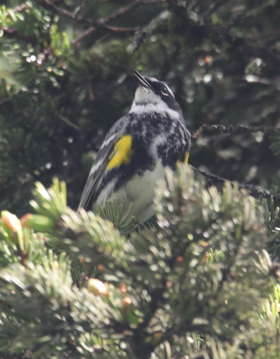 Yellow-rumped Warbler - ML587924801