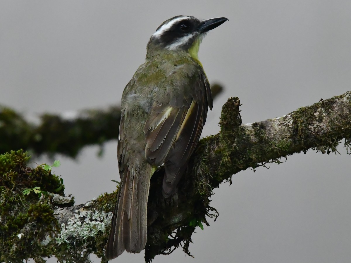 Golden-bellied Flycatcher - ML587926491