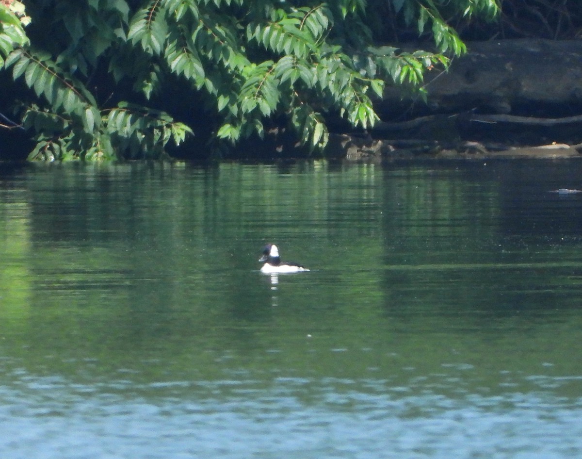 Bufflehead - ML587926521