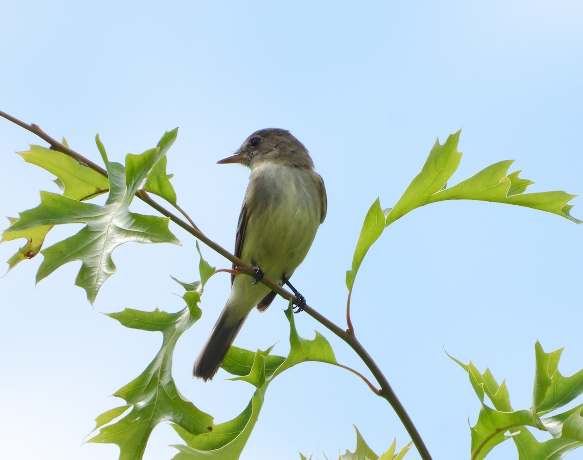 Willow Flycatcher - ML587926951