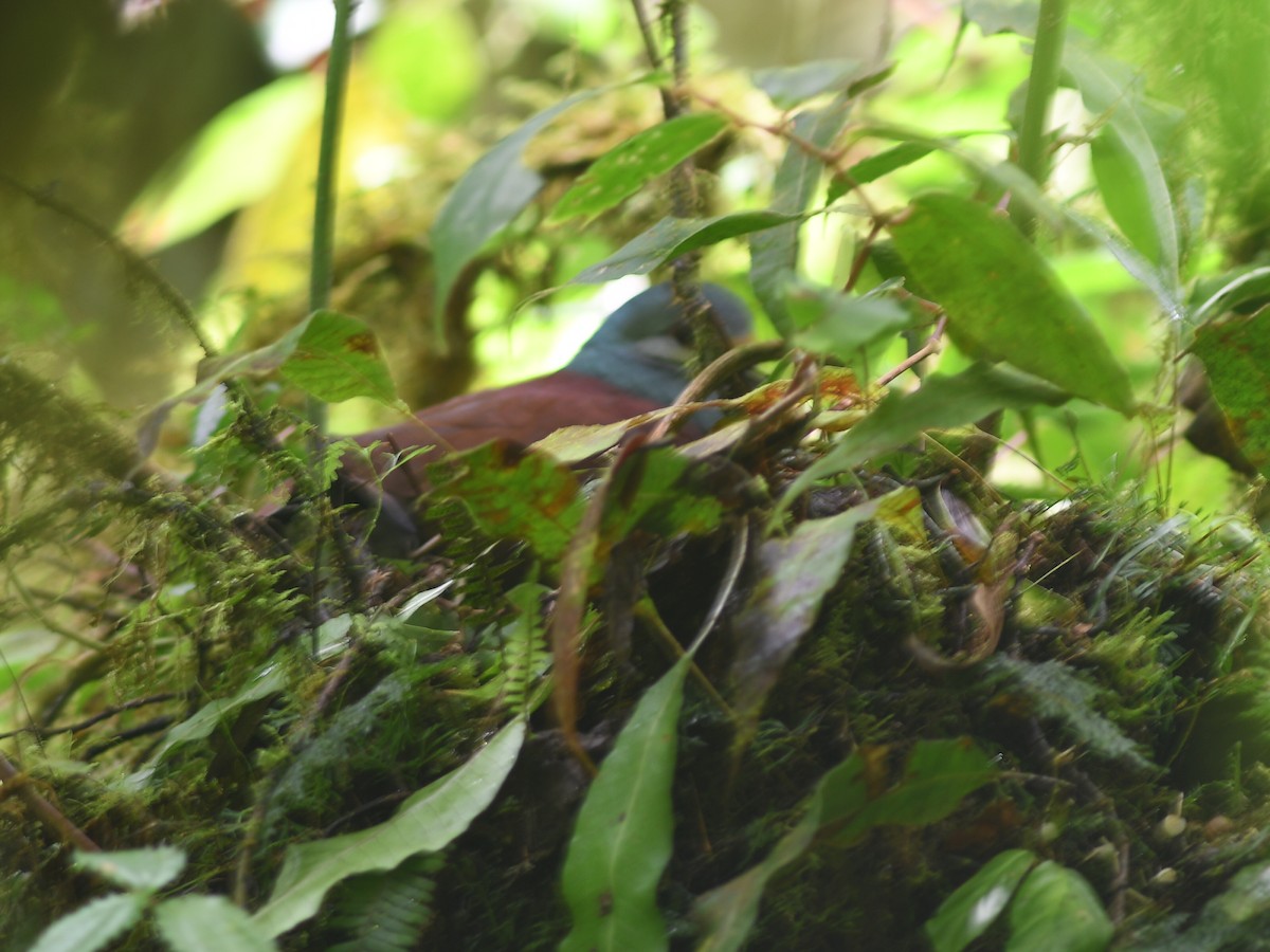 Buff-fronted Quail-Dove - ML587927171