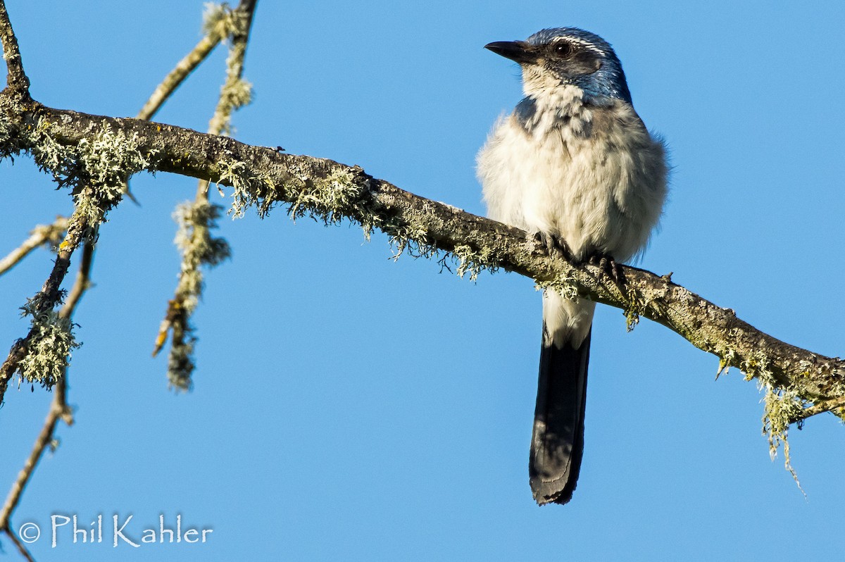 California Scrub-Jay - ML58792721