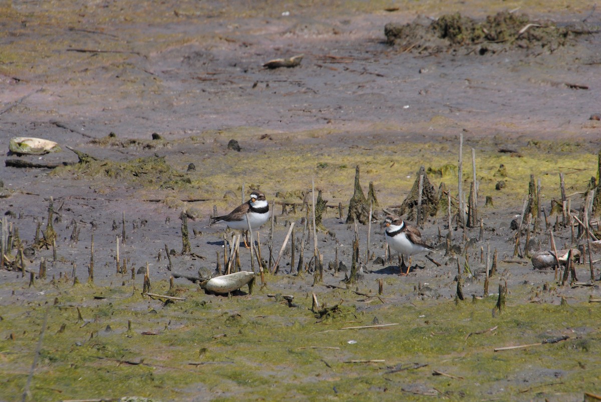 Semipalmated Plover - Alyssa DeRubeis