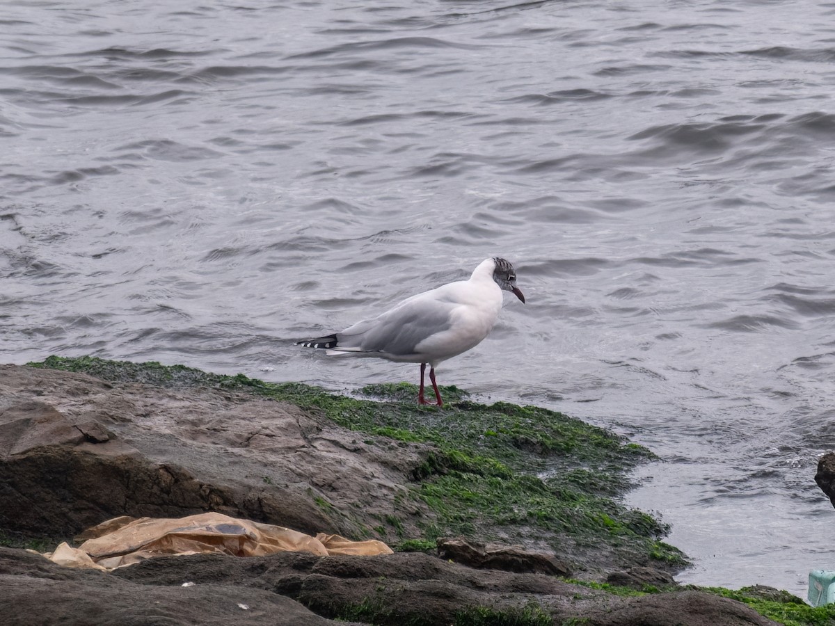 Brown-hooded Gull - ML587928761