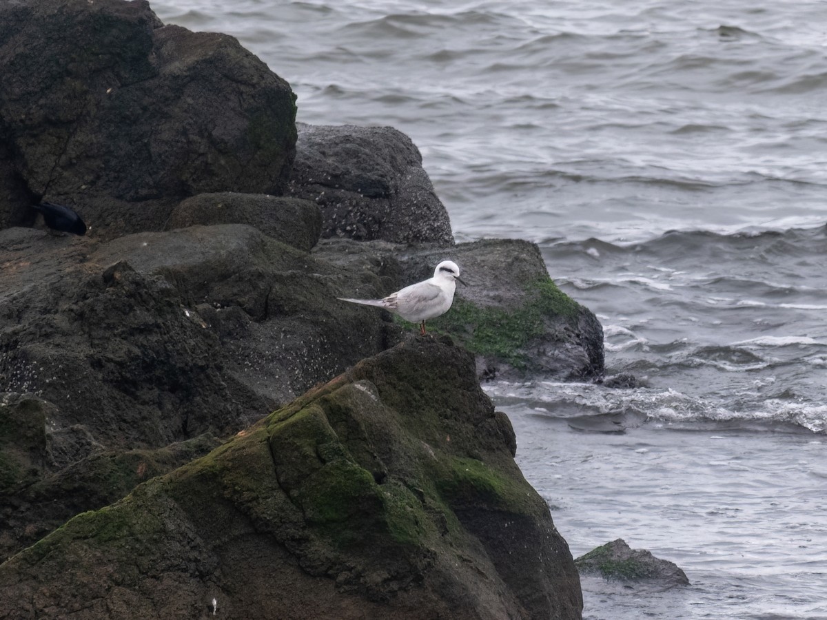 Snowy-crowned Tern - ML587929091