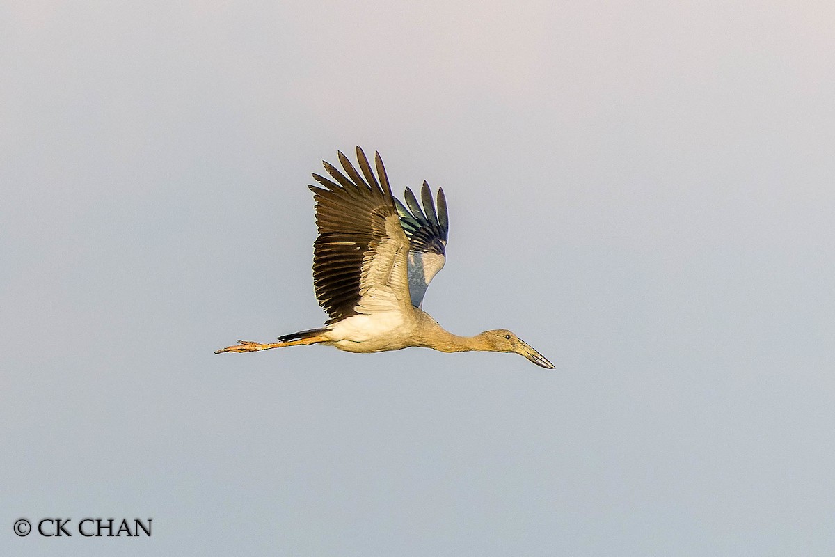 Asian Openbill - Chee Keong  Chan