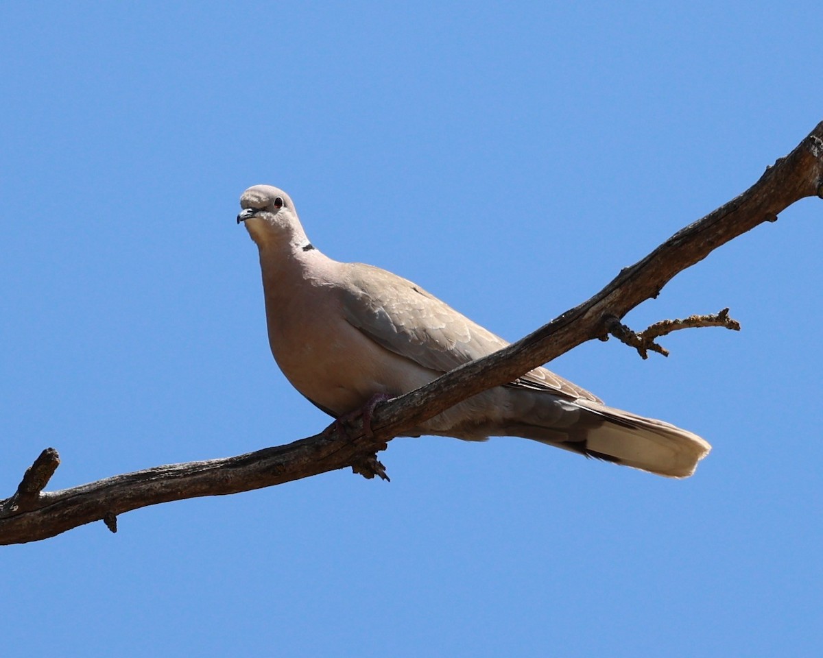 Eurasian Collared-Dove - Gail DeLalla