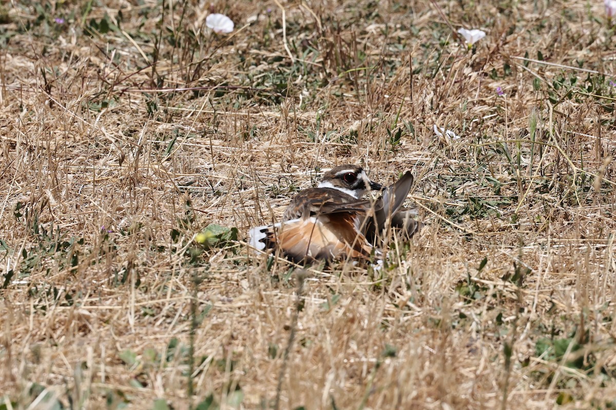 Killdeer - Gail DeLalla