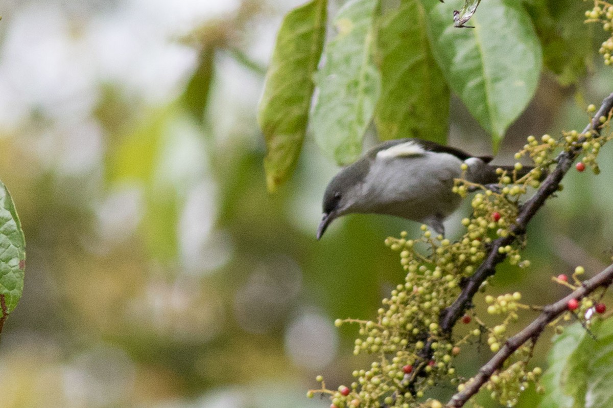 Spotted Berrypecker - ML587930711