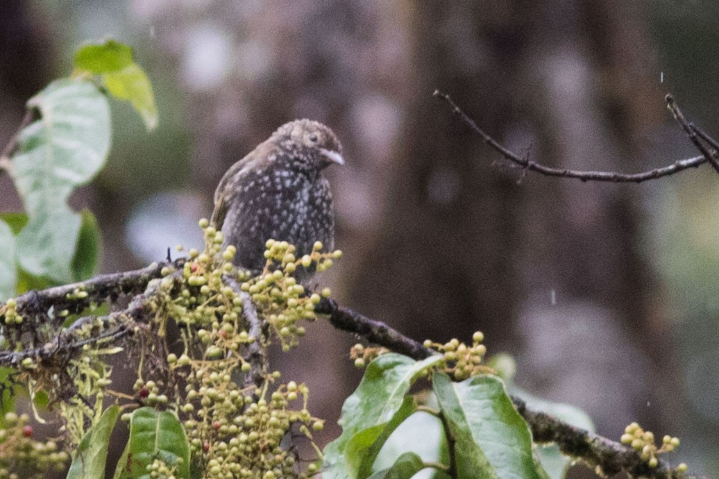 Spotted Berrypecker - ML587930751