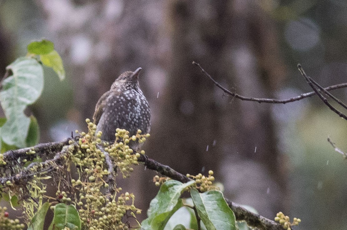 Spotted Berrypecker - ML587930771