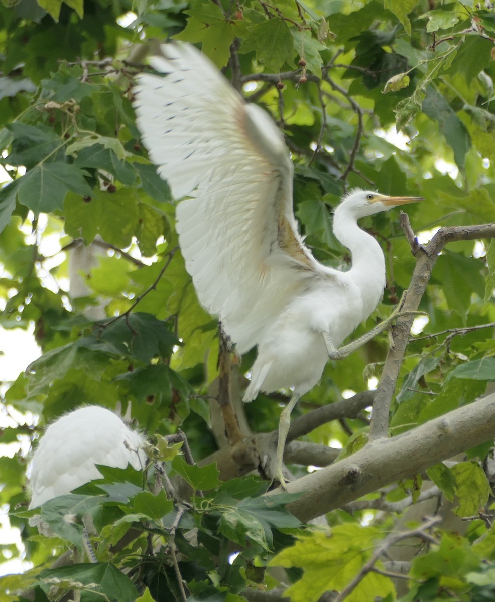 Snowy Egret - Melanie Barnett