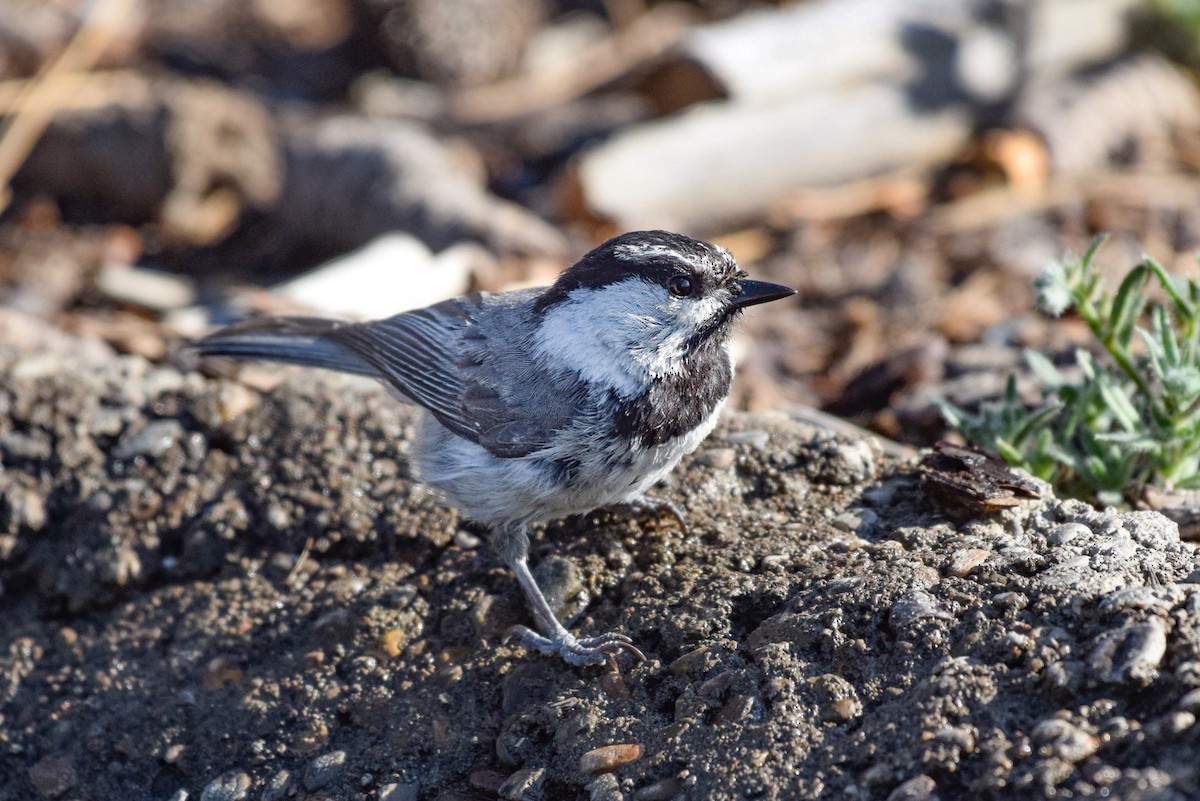 Mountain Chickadee - ML587931251