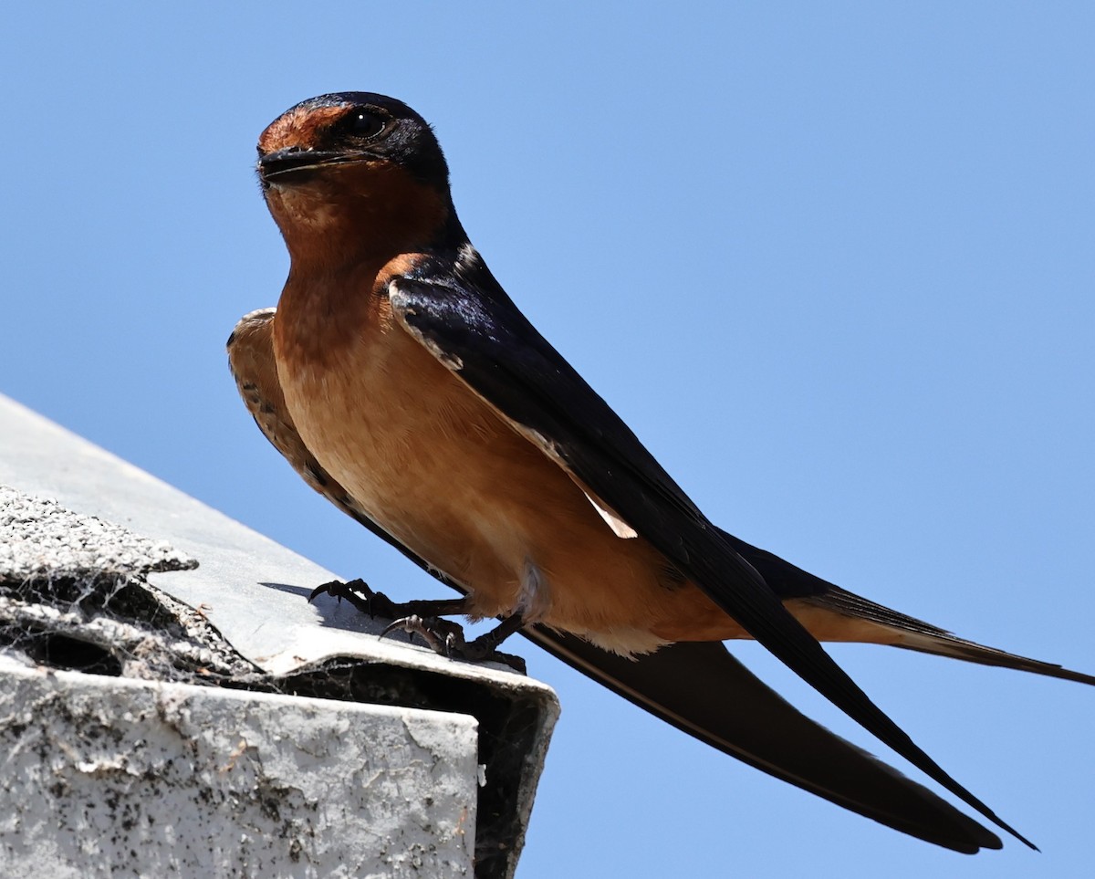 Barn Swallow - ML587931381