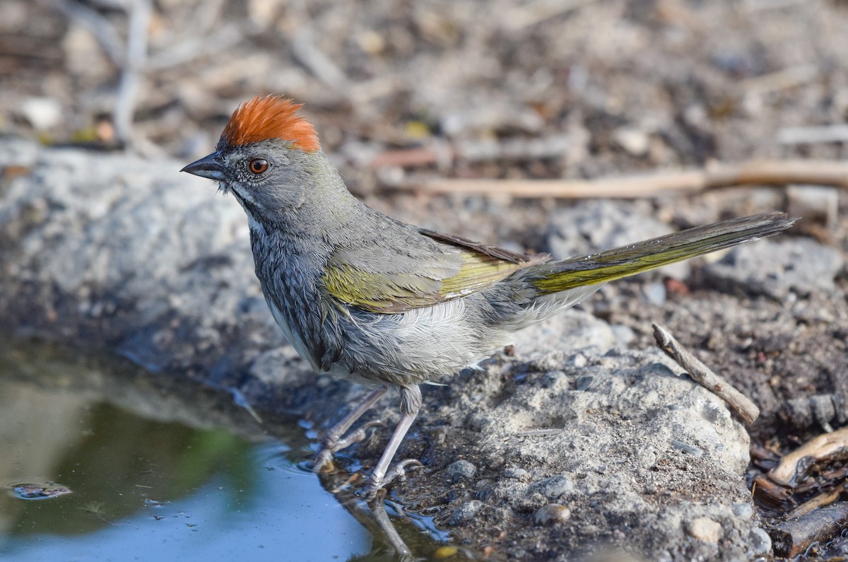 Green-tailed Towhee - ML587931461