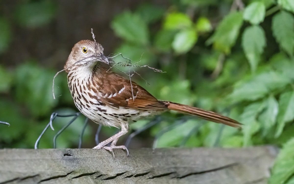 Brown Thrasher - ML587931491