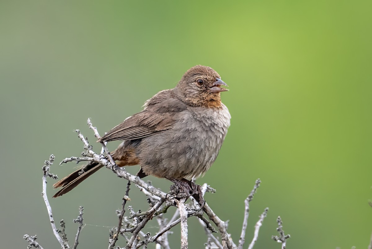 California Towhee - ML587932321