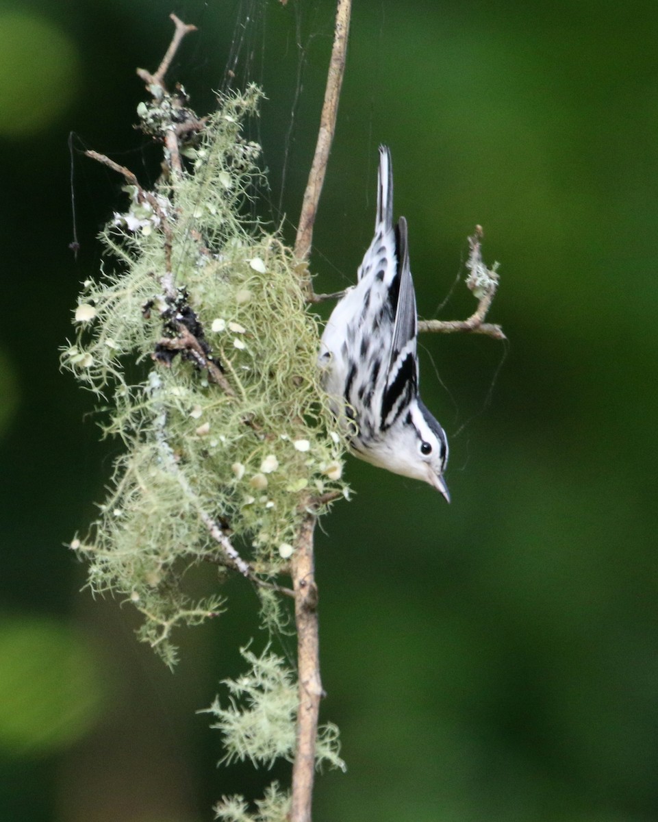 Black-and-white Warbler - Rick Kittinger