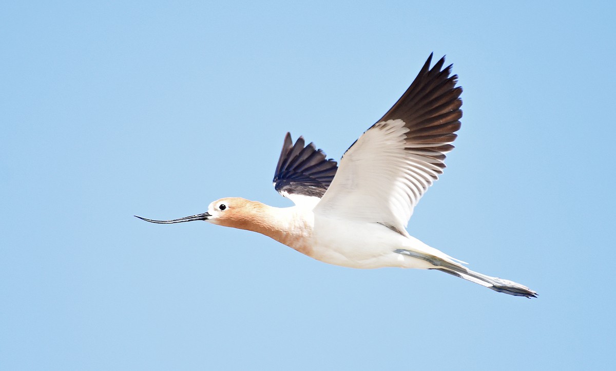 Avocette d'Amérique - ML587932451