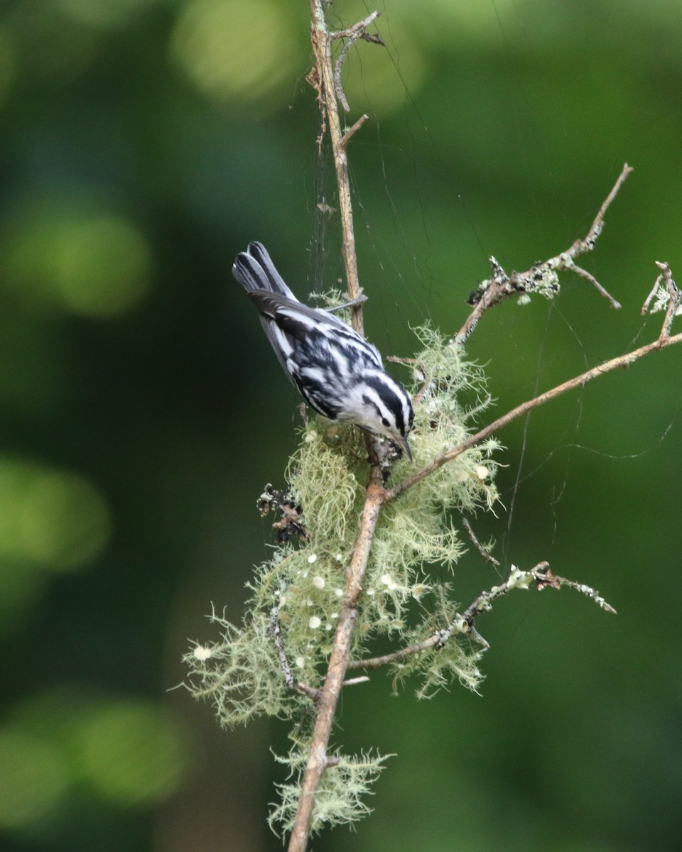 Black-and-white Warbler - ML587932491