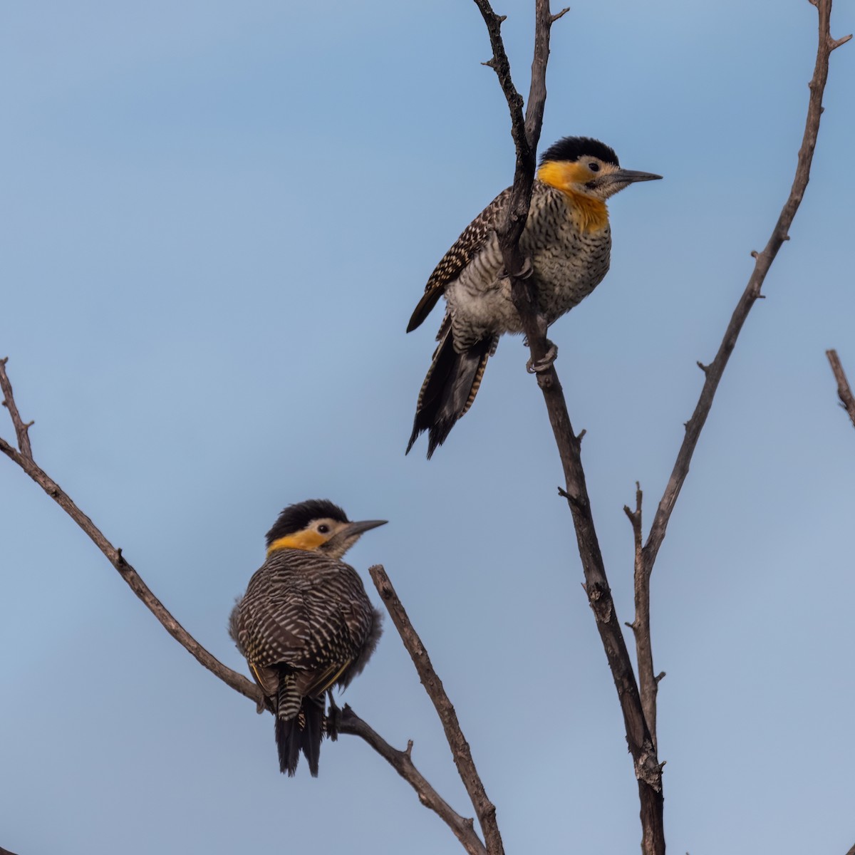 Campo Flicker - Santiago Chávez