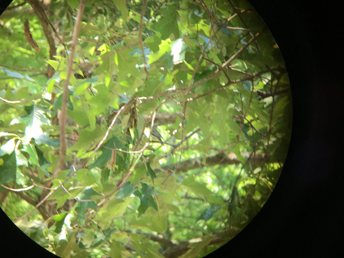 Acadian Flycatcher - Kai Victor