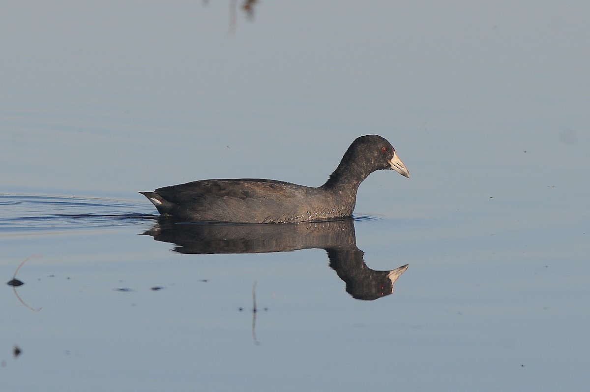 American Coot (Red-shielded) - ML587933181