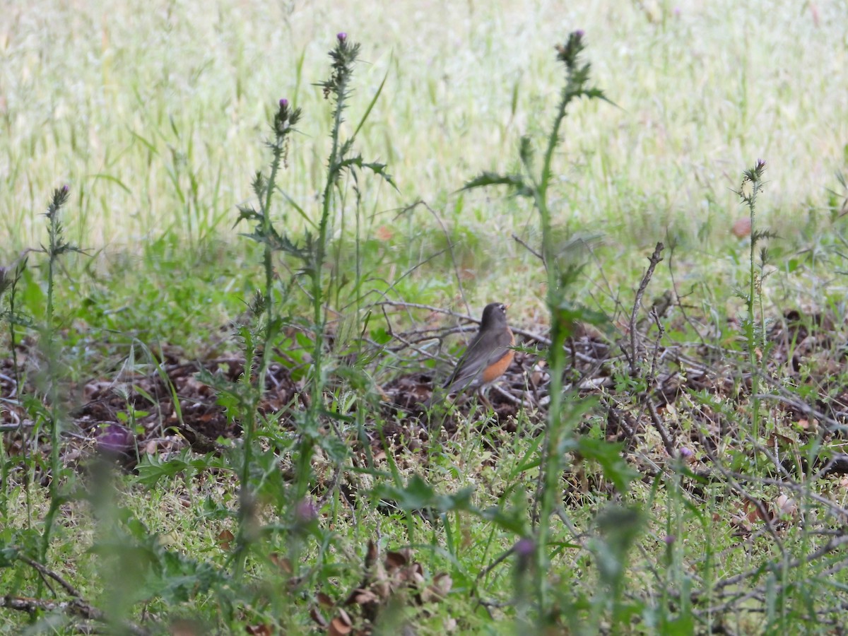 American Robin - ML587933671