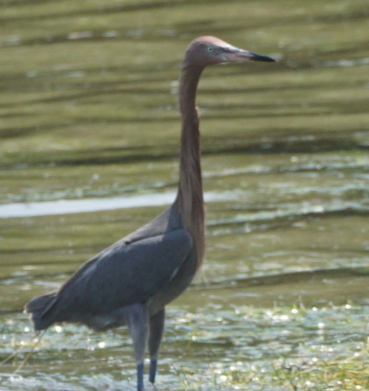 Reddish Egret - ML587935001