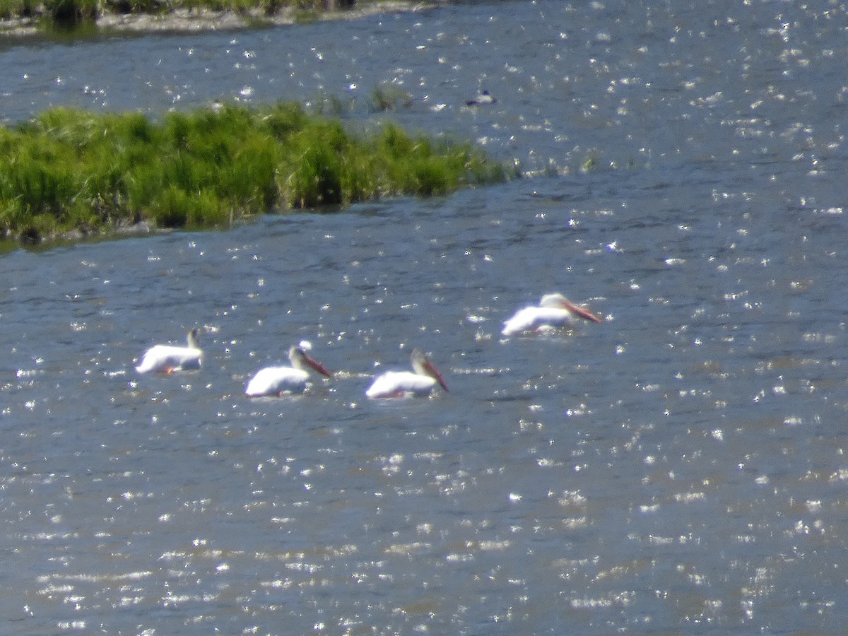 American White Pelican - ML587936531