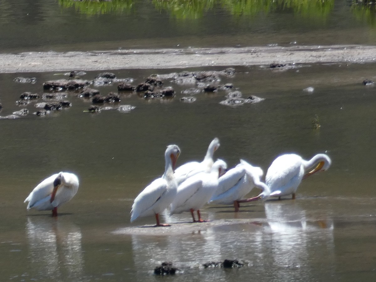 American White Pelican - ML587936541