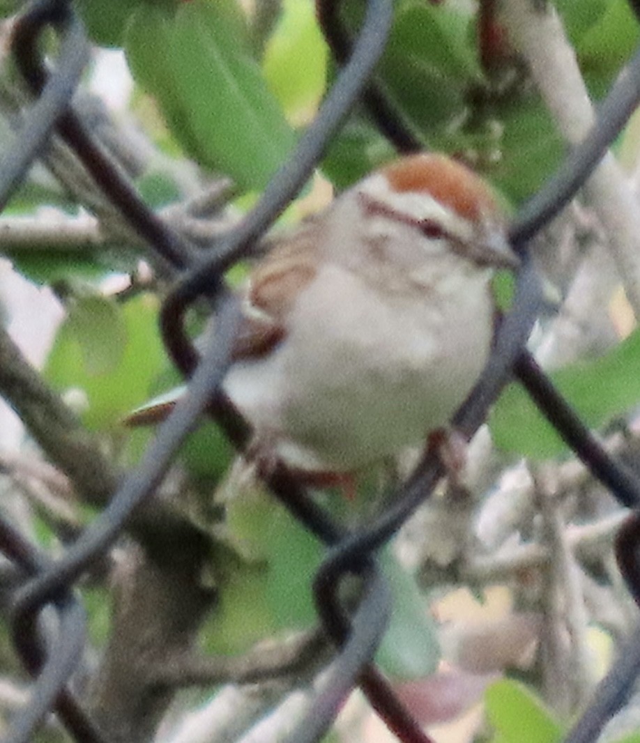 Chipping Sparrow - ML587936631