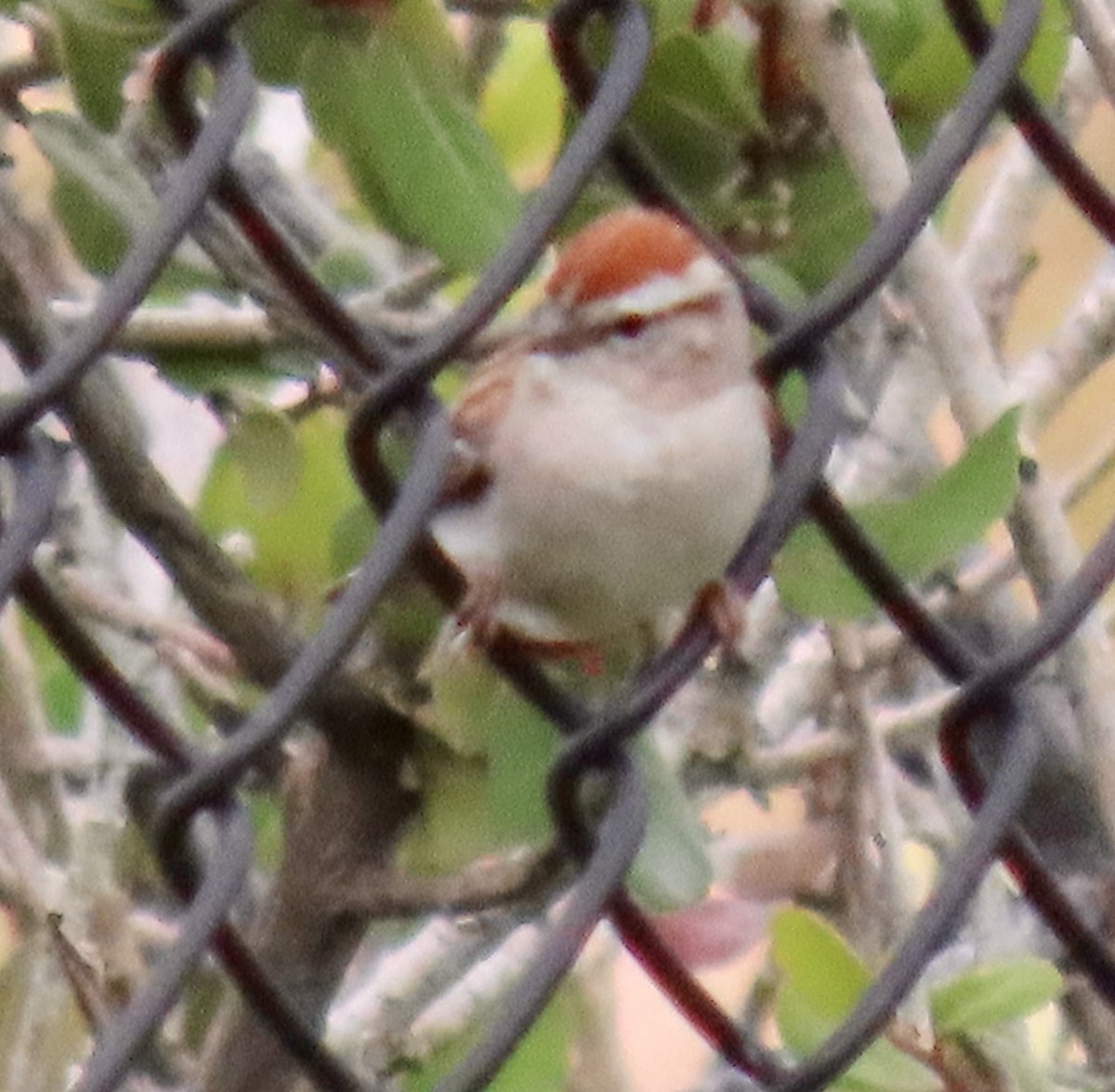 Chipping Sparrow - ML587936641