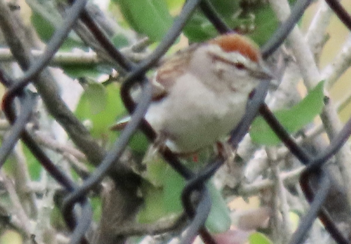 Chipping Sparrow - ML587936651