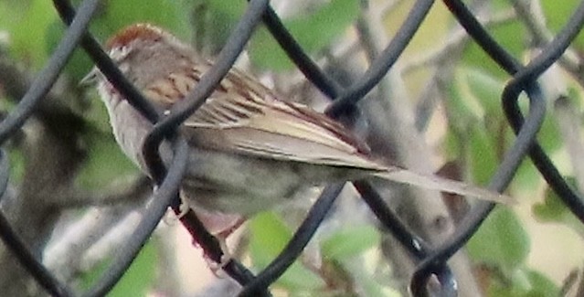 Chipping Sparrow - ML587936661