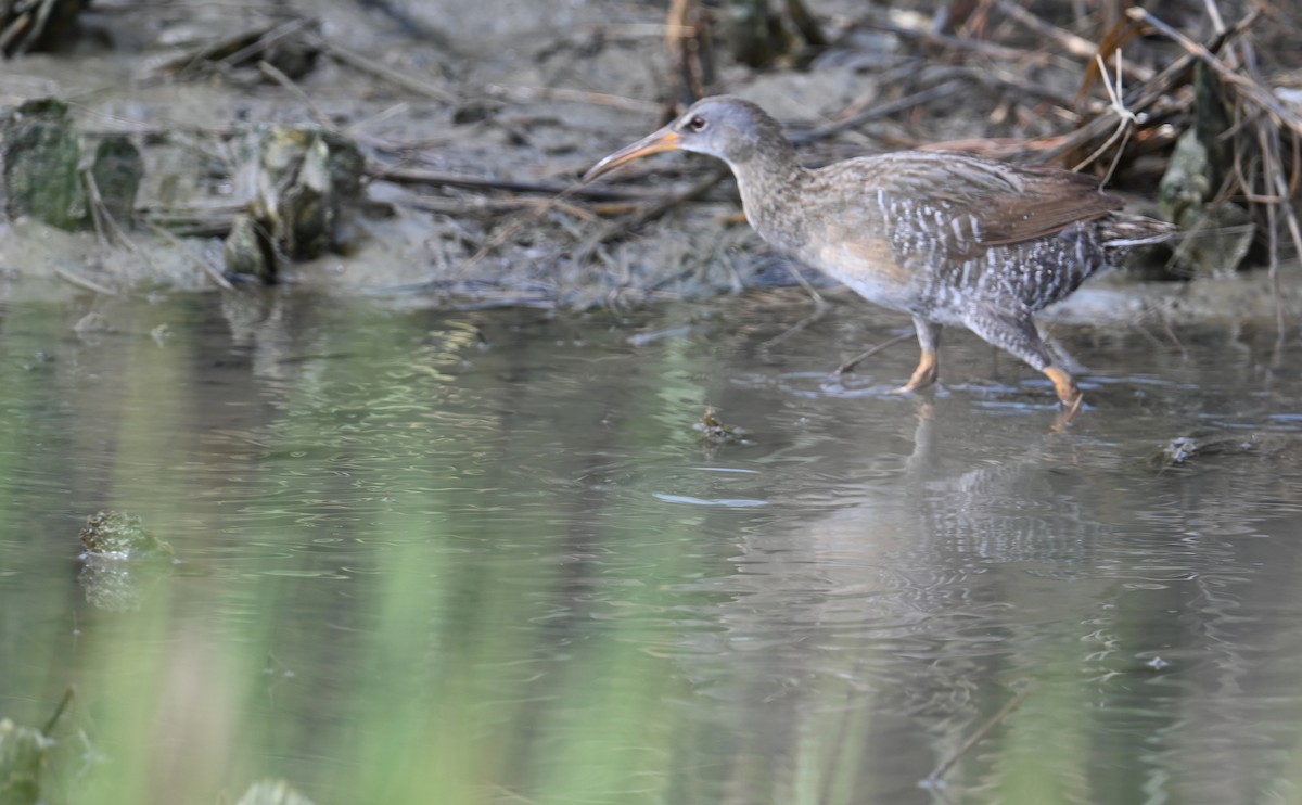 Clapper Rail (Atlantic Coast) - ML587937221