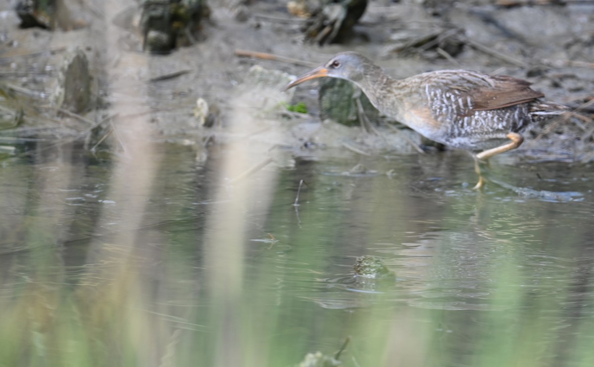 Clapper Rail (Atlantic Coast) - ML587937241