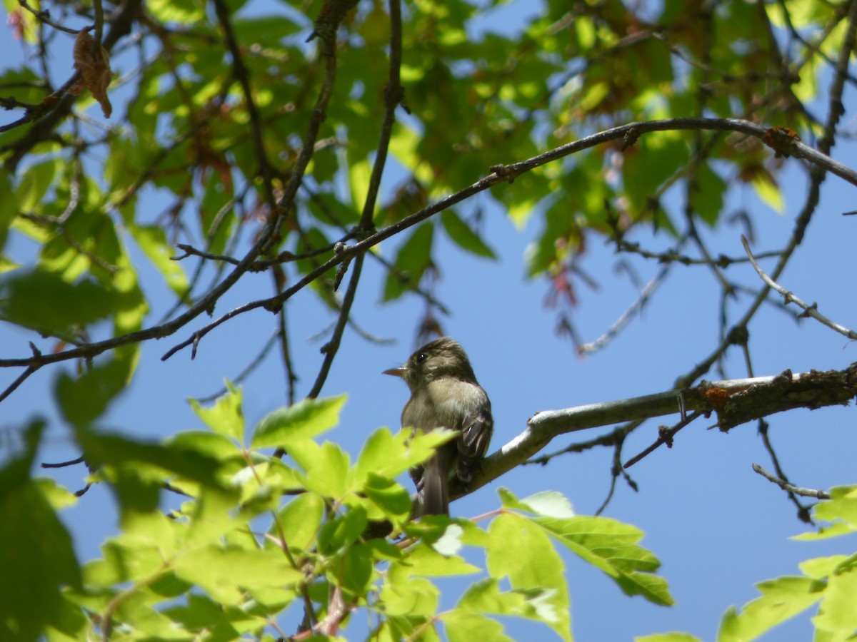 Western Flycatcher (Cordilleran) - ML587937731