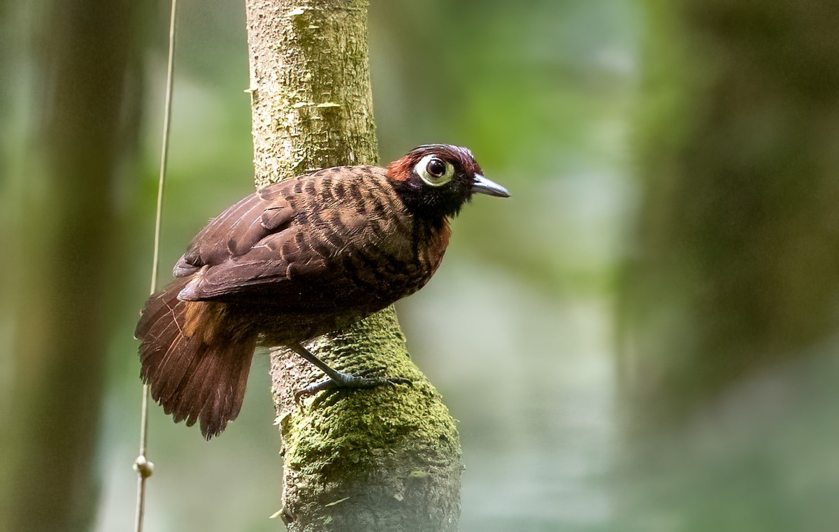 Harlequin Antbird - ML587941661