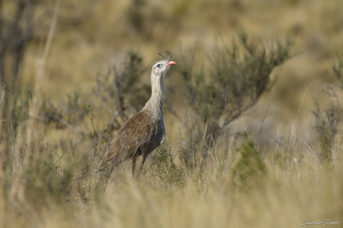 Cariama huppé - ML587941791