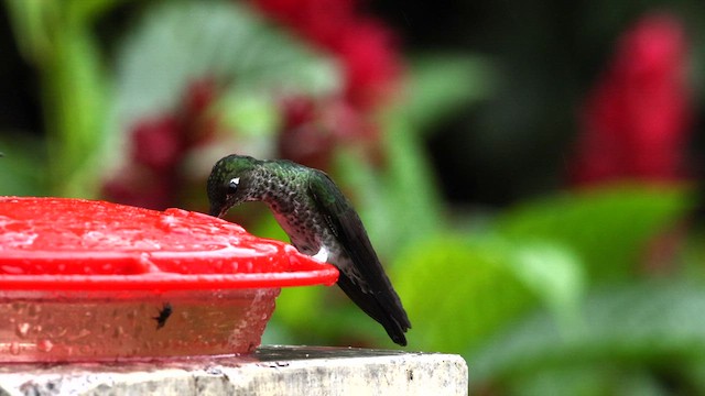 Many-spotted Hummingbird - ML587941991
