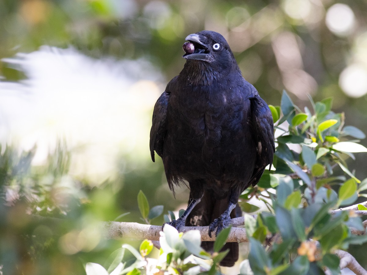 Corbeau de Torres - ML587942921