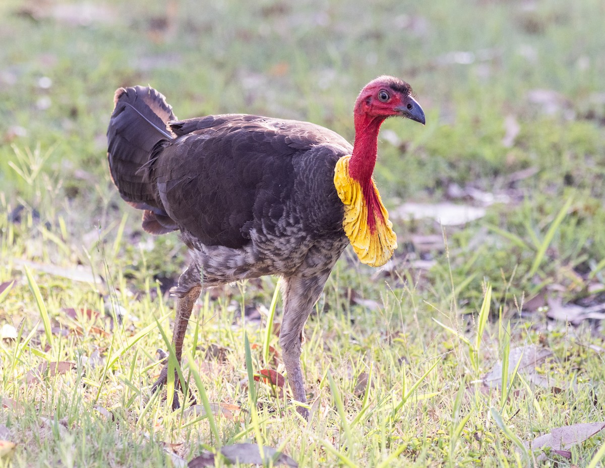 Australian Brushturkey - ML587943061