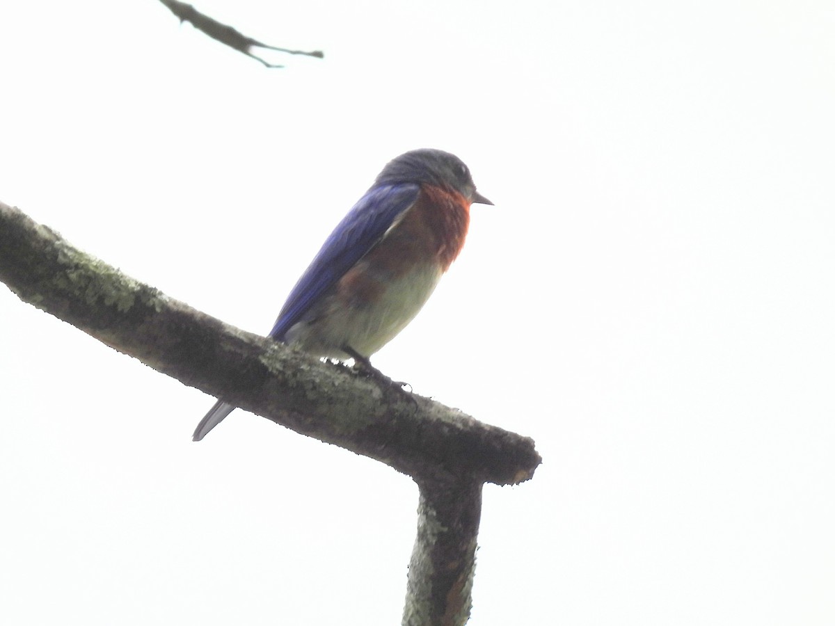 Eastern Bluebird - Jeanene Daniels